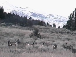 Deer & Mt Bidwell: Heads Up!